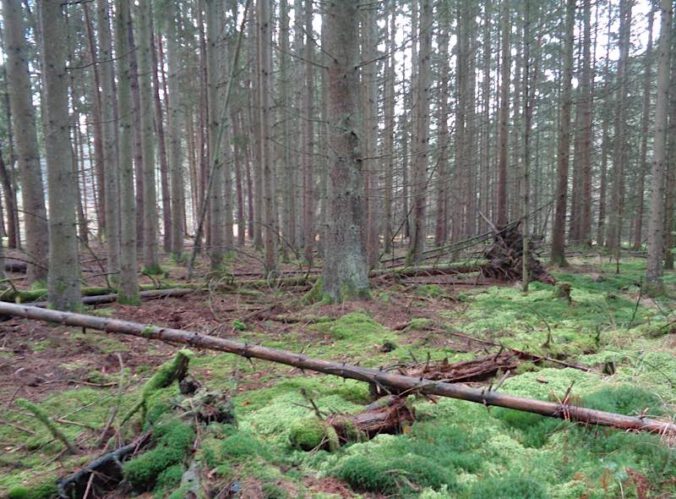 Wald (Foto: Kreisverwaltung SWP)