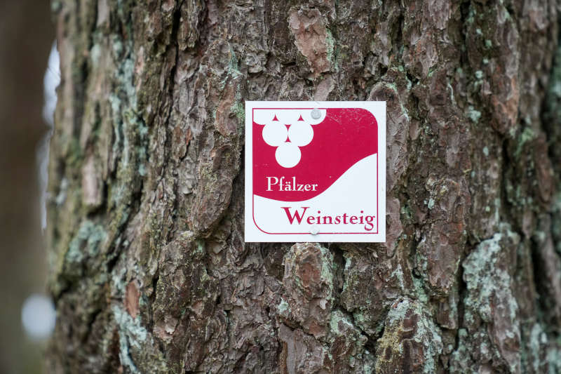 Pfälzer Weinsteig (Foto: Holger Knecht)