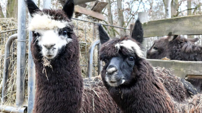 Alpakas im Wildpark Rheingönheim (Foto: Stadt Ludwigshafen)