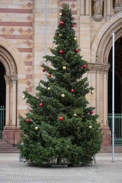 Weihnachtsbaum vor dem Speyerer Dom (Foto: Holger Knecht)