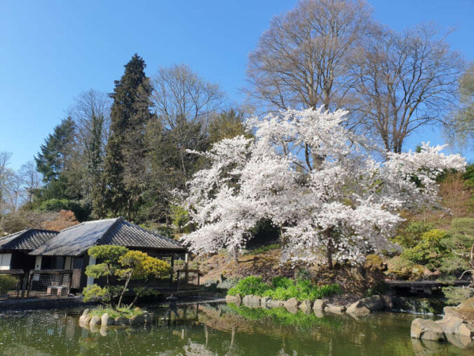 Kirschblüte (Foto: Japanischer Garten Kaiserslautern)