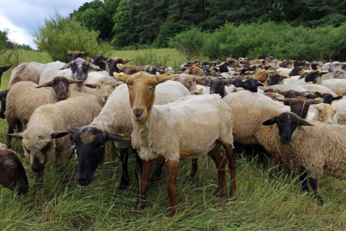 Schafe transportieren in ihrem Fell Samen und Kleinstlebewesen. Damit tragen sie zur Verbreitung von Arten und Vernetzung von Biotopen bei. (Foto: Biosphärenreservat Pfälzerwald-Nordvogesen/Norman Krauß)