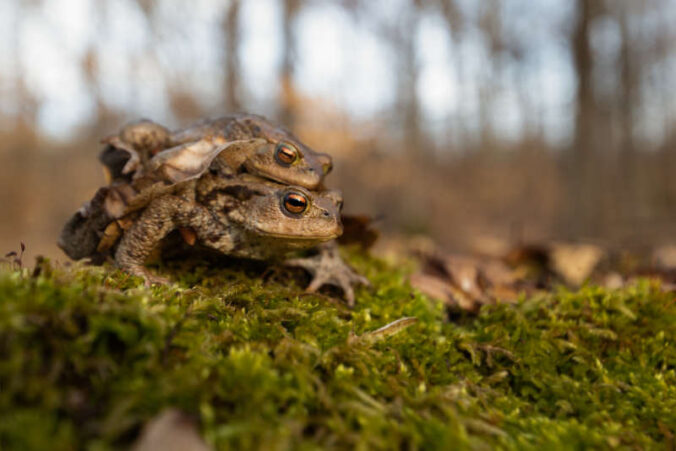 Ein wanderndes Erdkrötenpärchen auf dem Weg zum Laichgewässer (Foto: Helling)