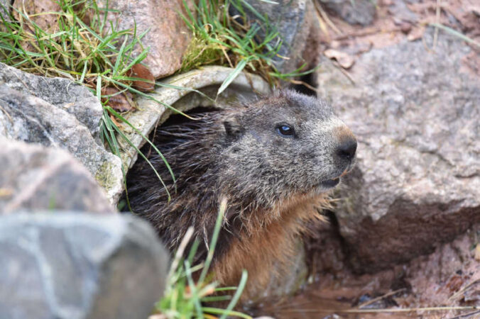 Eines der Murmeltiere im Wild- und Wanderpark Silz im vergangenen Frühjahr. (Foto: WWP)