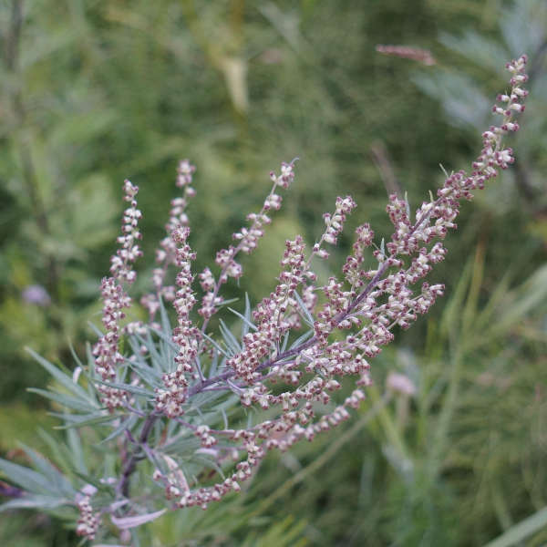 Beifuss (Artemisia vulgaris) (Foto: Pixabay/Merja Partanen)