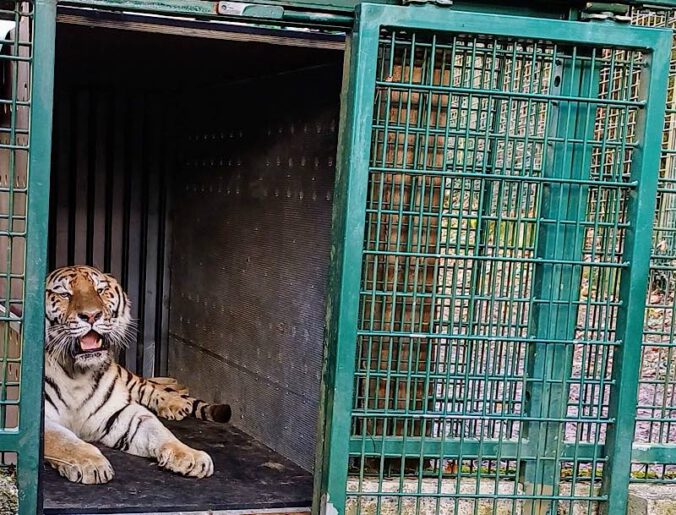 Sibirische Tigerin DARIA noch etwas schüchtern kurz nach der Ankunft im Landauer Zoo. Für das schließlich unaufgeregte Verlassen ihrer Transportkiste ließ sich die Tigerdame einige Stunden Zeit. (Foto: Zoo Landau)