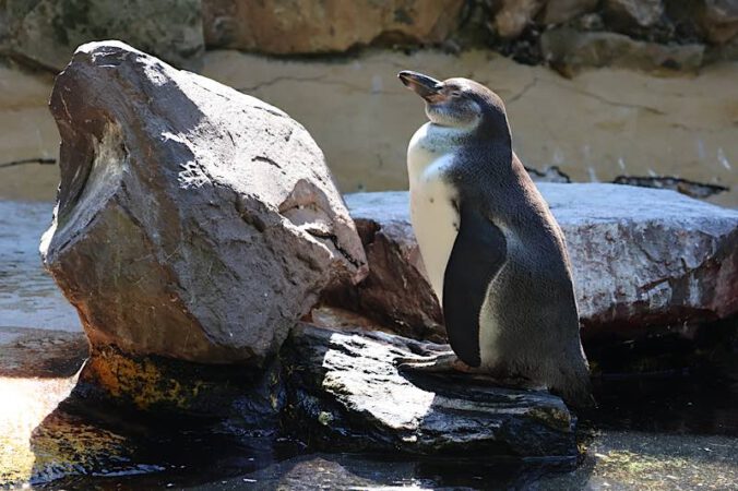 Der Zoo Landau setzt sich für zahlreiche Artenschutzprojekte ein, etwa für den Humboldt-Pinguin. (Quelle: Stadt Landau)