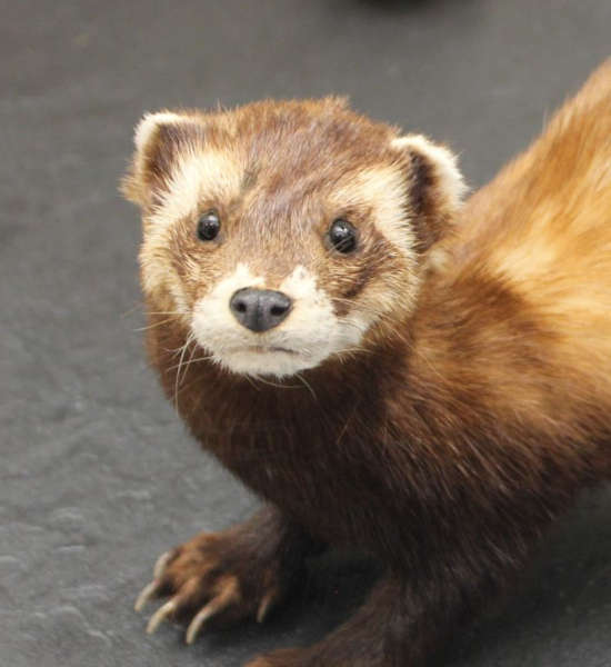 Der gefährdete Iltis (Foto: Pfalzmuseum für Naturkunde)