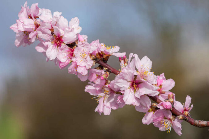 Symbolbild Mandelblüten (Foto: Holger Knecht)