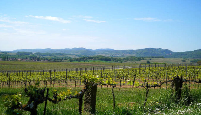 Symbolbild Weinberge Pfalz (Foto: Pixabay/Matthias Böckel)