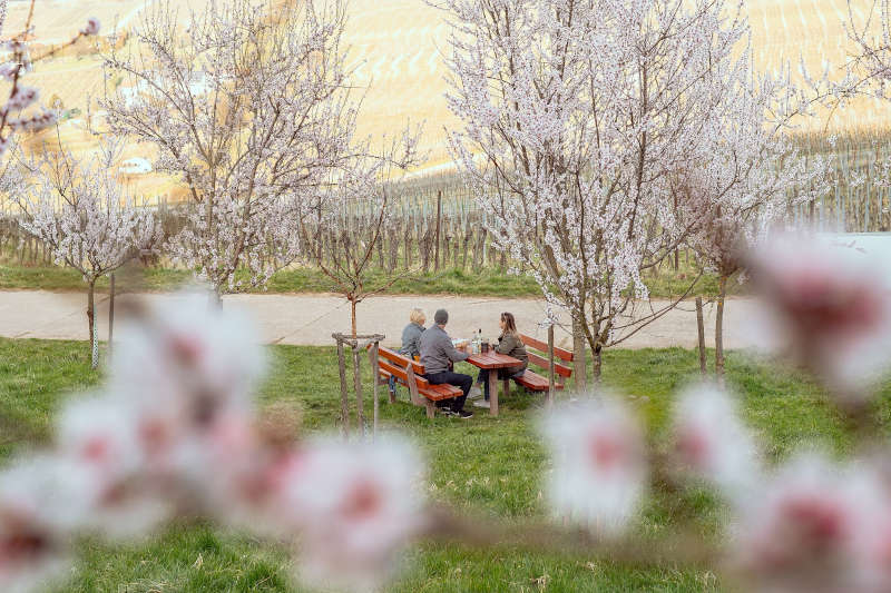 Weingenuss zur Mandelblüte in der Pfalz (Foto: CC-BY Pfalz Touristik, Lena Geib)