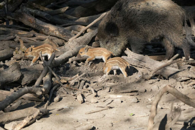 Wildschweine (Foto: Holger Knecht)