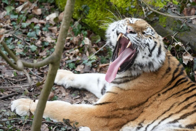 Die Sibirische Tigerin DARIA (Foto: Holger Knecht)