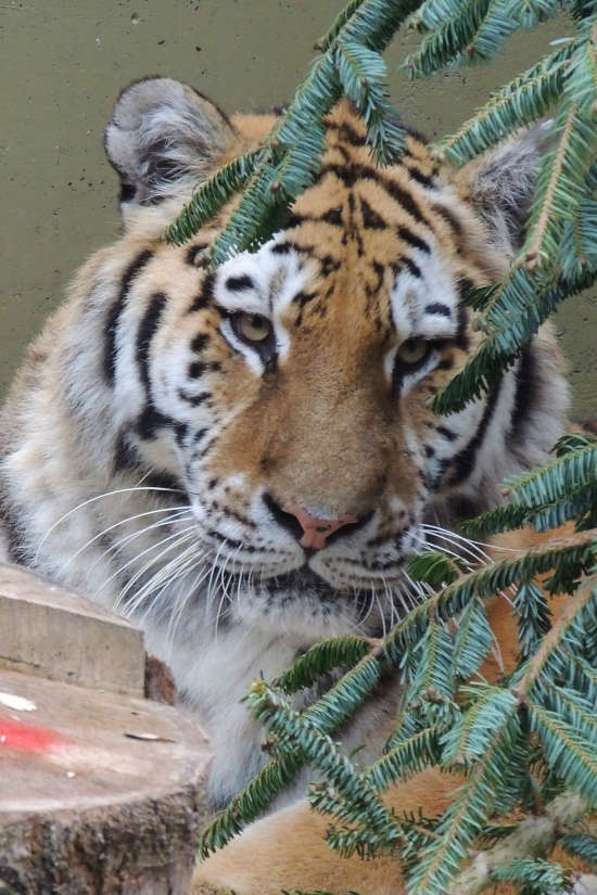 Die Sibirische Tigerkatze DÁRIA bisher noch hinter den Kulissen im Zoo Landau in der Pfalz. (Quelle: Zoo Landau)