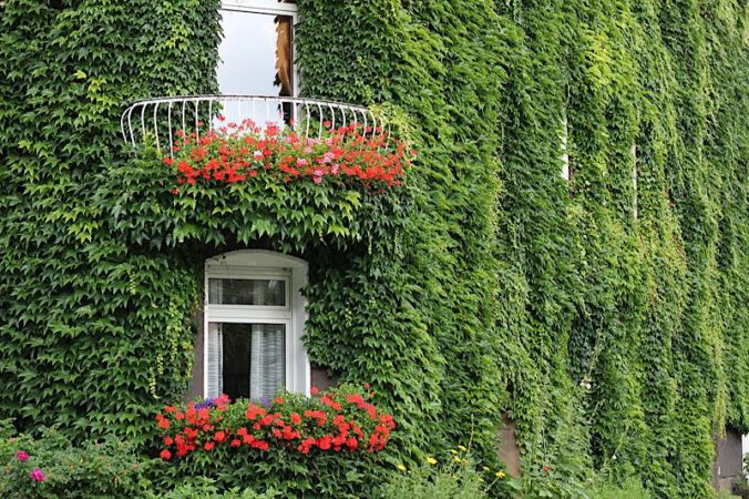 Symbolbild Fassadenbegrünung Haus (Foto: Pixabay/Peggy und Marco Lachmann-Anke)