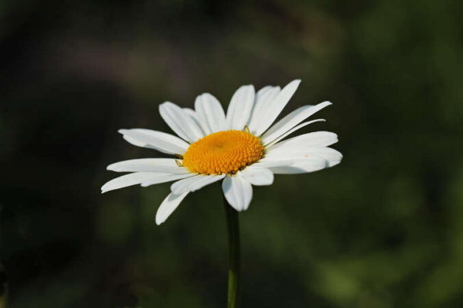 Symbolbild Gänseblümchen (Foto: Pixabay)