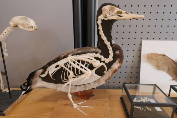 Knochen einer Ente (Foto: Pfalzmuseum für Naturkunde)