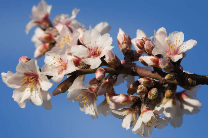 Mandelblüten (Foto: Holger Knecht)