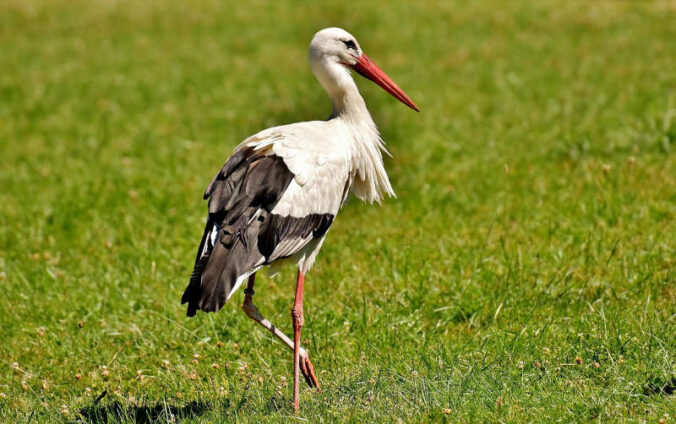 Symbolbild Storch (Foto: Pixabay)