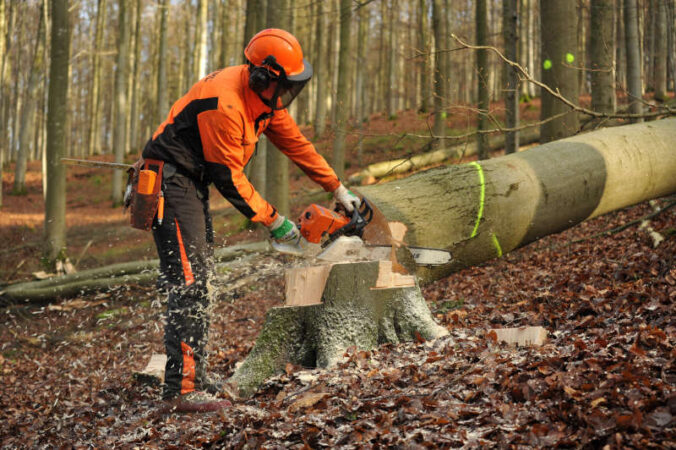 Forstwirt fällt einen Baum (Foto: Landesforsten.RLP.de / Thalea Althaber)