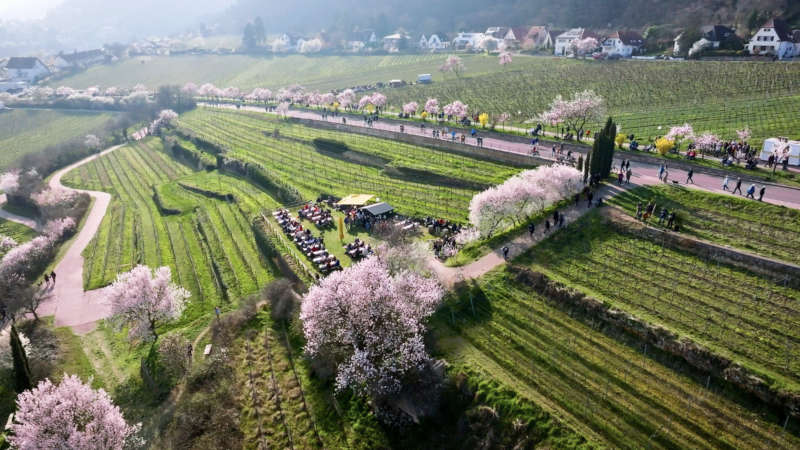 Gimmeldinger Mandelblüte 2024 (Foto: DL Fotografie - Daniel Löwedey)