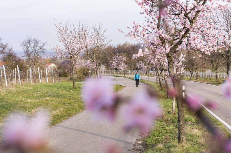 Wandern zur Mandelblüte in der Pfalz © CC-BY Pfalz Touristik, Thomas .jpg