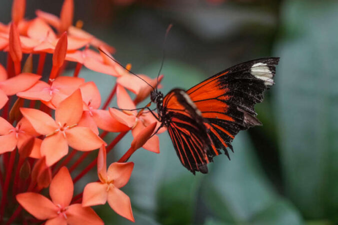 Symbolbild Schmetterling (Foto: Holger Knecht)