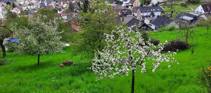 Streuobstwiese - Am Beutelstein (Foto: Walter Klein)