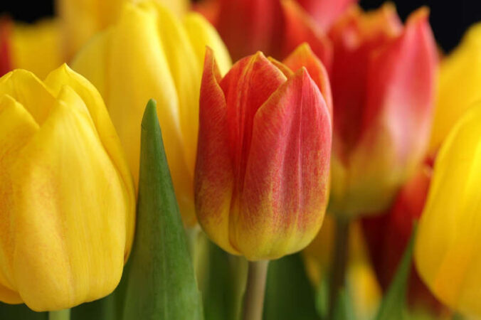 Symbolbild Tulpen Frühling (Foto: Pixabay/Marjon Besteman)