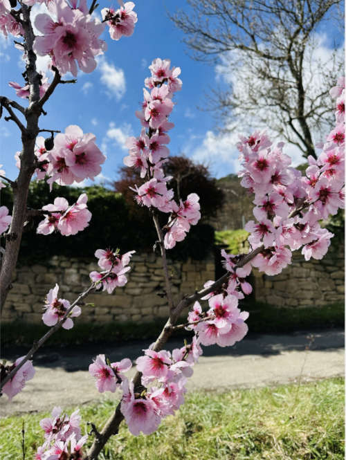 Mandelblüte in Neustadt an der Weinstraße (Foto: Stadtmarketing Neustadt)